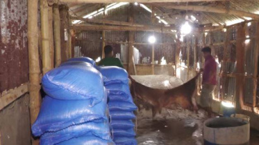 cow2.jpg