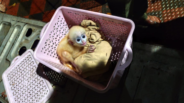 langur2.jpg