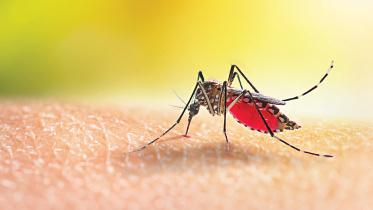 mosquto.jpg