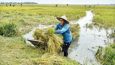 Bangladesh haor flood rain impact on rice harvest