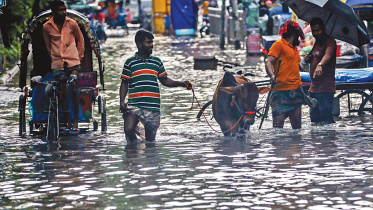 Dhaka cattle market sales increase before Eid-ul-Azha