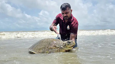 sea-turtle-rescued-Kuakata.jpg