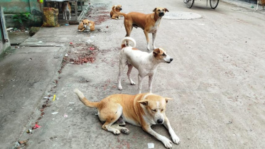 stray dogs.jpg