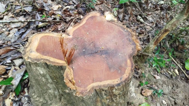 trees-felled-Satchari-park.jpg