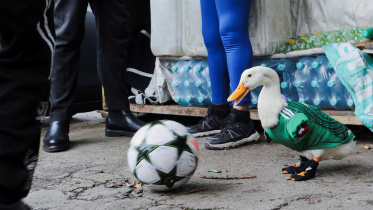 2026-06-17T015913Z_853004316_RC29VLAM3LBH_RTRMADP_3_SOCCER-WORLDCUP-MEXICO-DUCK.JPG