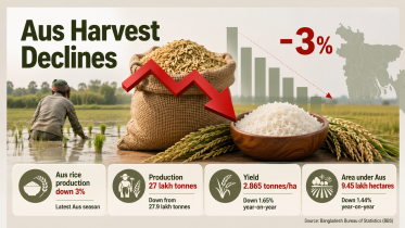 Aus rice production decline in Bangladesh 2026