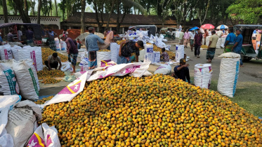 Current market prices of Tk 300 to Tk 600 per “pon”, combined with near-zero production costs, have made the crop exceptionally reliable. Photo: Star