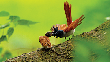 Birds.jpg