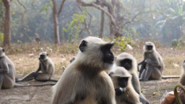 Black Langurs in Jhenaidah.jpg