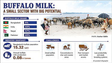 buffalo milk production in Bangladesh