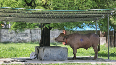 Buffalo in Dhaka zoo.jpg
