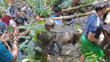 KhanJahanAli_Crocodile.PNG