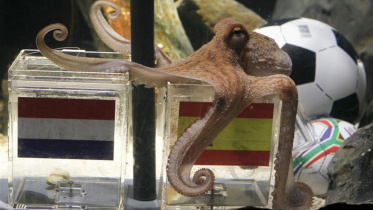 Paul the Octopus picking Spain as the winner of the FIFA World Cup final 2010.