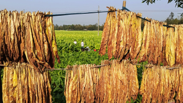 Nearly 50,000 farming families across the Rangpur region are directly or indirectly involved in tobacco cultivation. Photo: Star