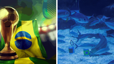 Shark predicts Brazil win and fans are loving it