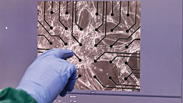 Softbrain_cells.jpg