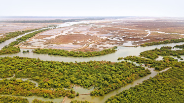 Cox’s Bazar Sonadia Mangrove Deforestation