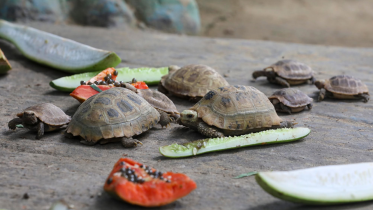 Yellow tortoise.png