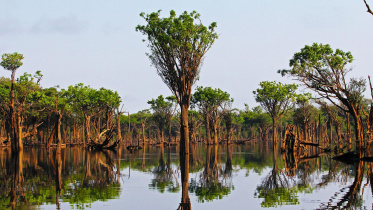 amazon brazil.jpg
