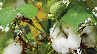 cotton.jpg