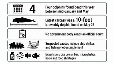 kuakata-dead-dolphin.jpg