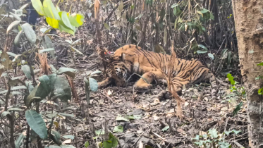 What should happen to rescued tigers after recovery?