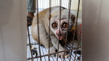slow-loris.jpg