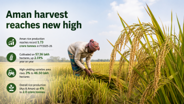 Aman harvest.png