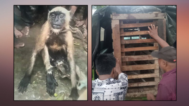 The langur was rescued from Faridpur village in the Ruhia area after local residents informed the Forest Department. Photos: Star