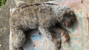 The animal was found around 9:00am in the Jerin Tea Garden area. Photo: Collected