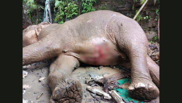 Wild-elephant-injured.jpg