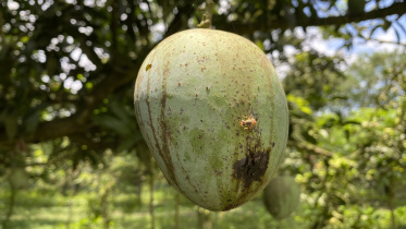 rain damages Fazli mango harvest