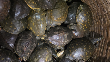 According to the Forest Department, the rescued the endangered turtles included Indian softshell turtles, locally known as “sundhi kachim”, and spotted pond turtles, locally known as “kori kaitta”. Photo: Star