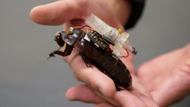 Cockroach robot