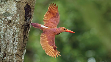 Birds.jpg