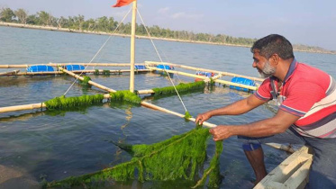 Patuakhali-seaweed-01.jpg
