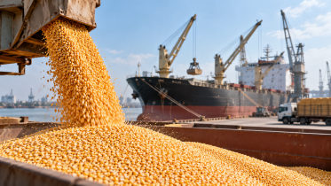corn import.png