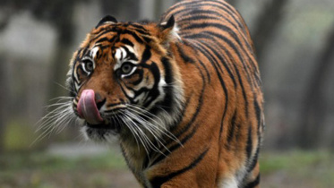 2.-TigerWB.jpg