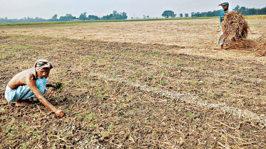 onion-seeds.gif