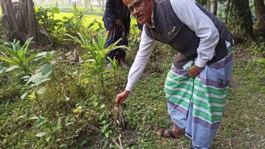 Gopairbagh-village-in-Noakhali.jpg