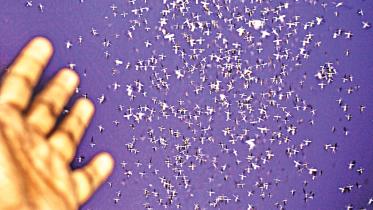 Mosquito-menace-rise.jpg