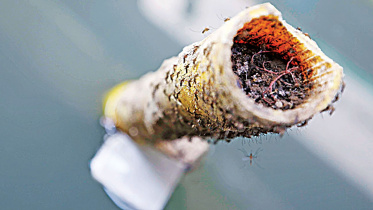 Mosquito-menace-port-city.jpg