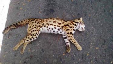Leopard_web.jpg