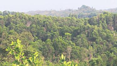 forest_in_shuknachhori.jpg