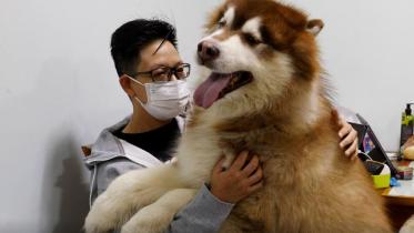 malamute.JPG
