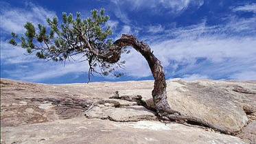 resilance.jpg