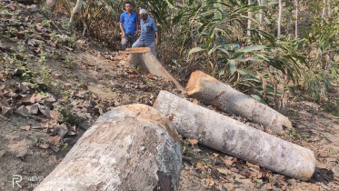 timber.jpg