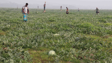 Watermelon-growers-worried.jpg
