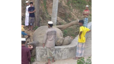 Elephant-Final.jpg