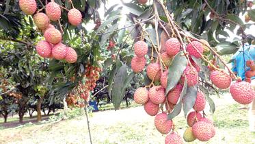 Litchi.jpg